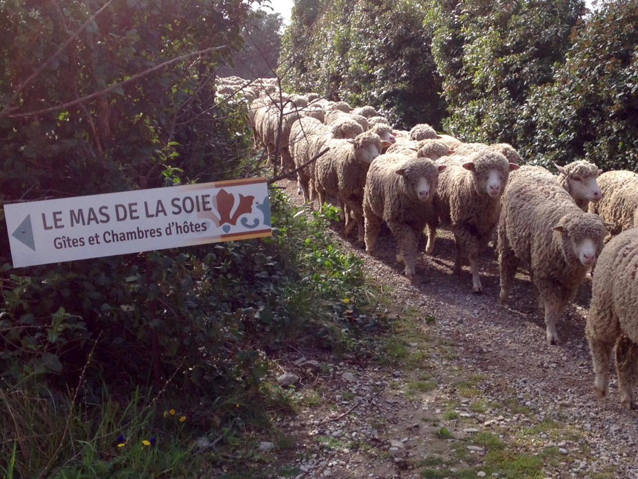 Le Mas De La Soie Violès Buitenkant foto